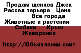 Продам щенков Джек Рассел терьера › Цена ­ 25 000 - Все города Животные и растения » Собаки   . Крым,Жаворонки